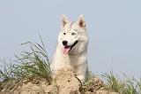 SIBERIAN HUSKY 111